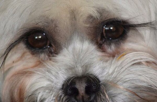 Собачники построили себе «площадку раздора» истории из жизни