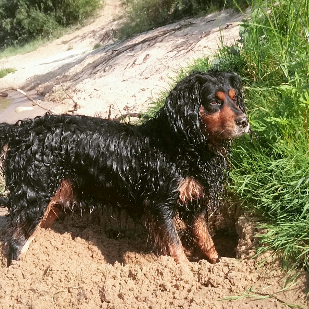 пёс на прогулке