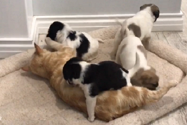 Кошка-героиня: из мамы котят в маму щенят