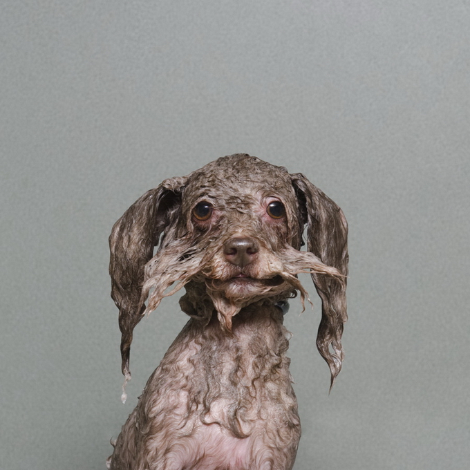 Собачьи эмоции
при купании:
от возмущения 
до наслаждения