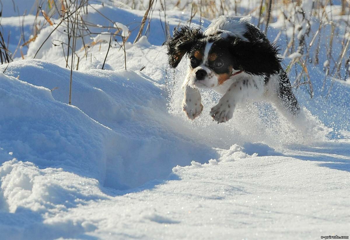 Собака сугроб. Собака зимой. Собачка в снегу. Собака радуется снегу. Щенок и снег.