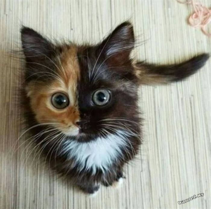 Эти коты поднимут Вам настроение) веселье,смех