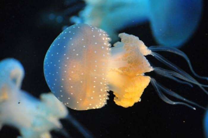 Знакомьтесь: медузы!