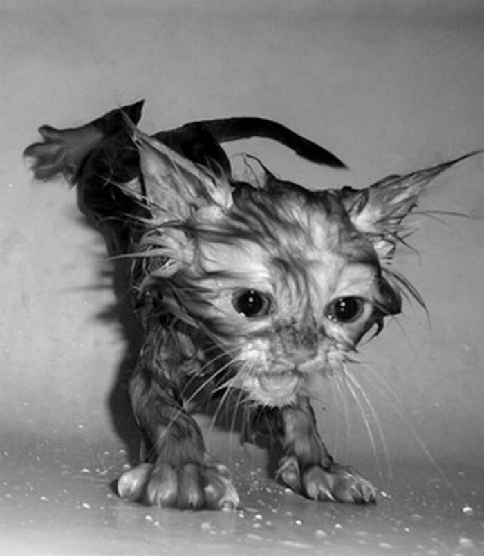 Эти коты поднимут Вам настроение) веселье,смех