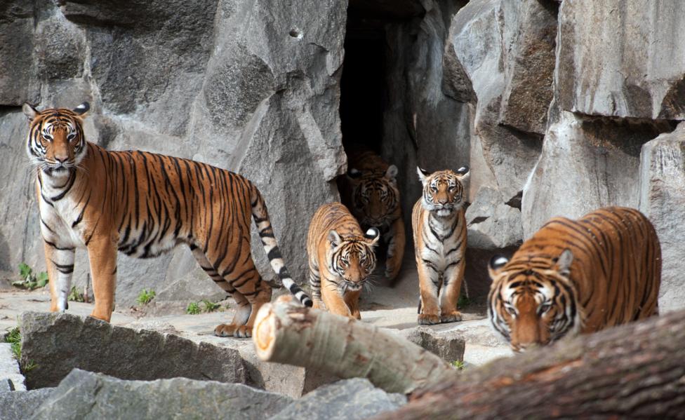 К началу XXI века в мире сохранилось шесть подвидов тигров - амурский, бенгальский, индокитайский, малайский, суматранский, китайский. EPA/ JOERG CARSTENSEN