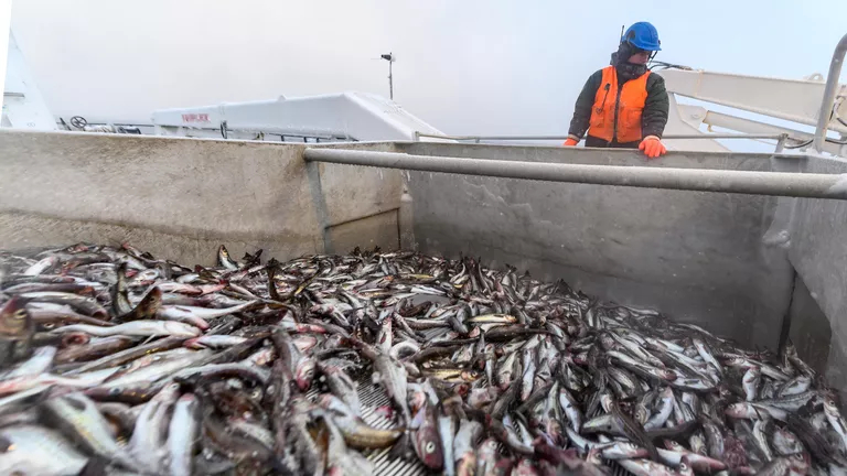 Страны Балтии хотят оставить Европу без российской рыбы