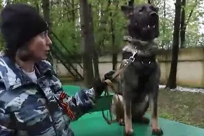 Собака помогла найти грабителей и восемь миллионов рублей в Москве