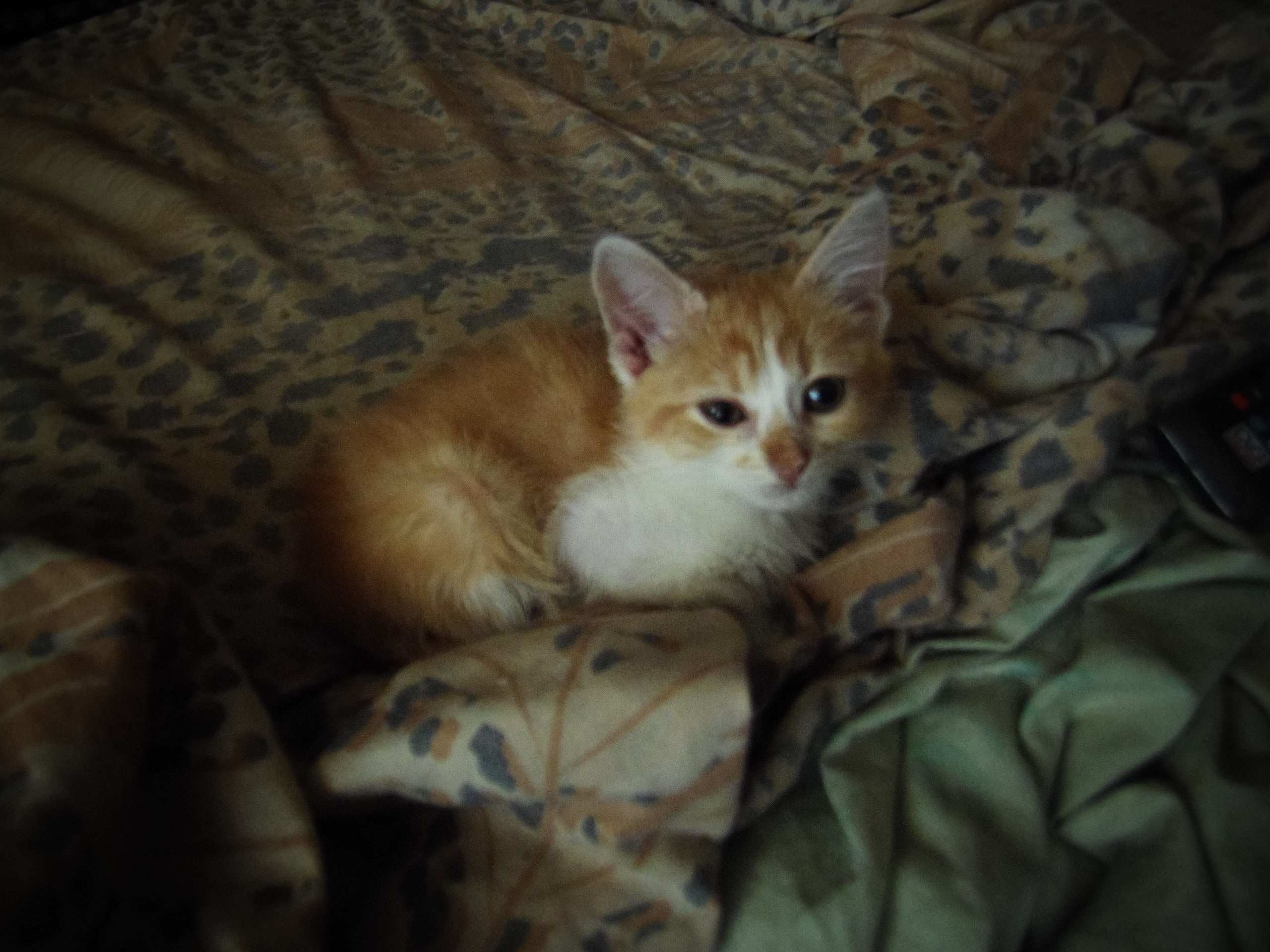 котенок в квартире