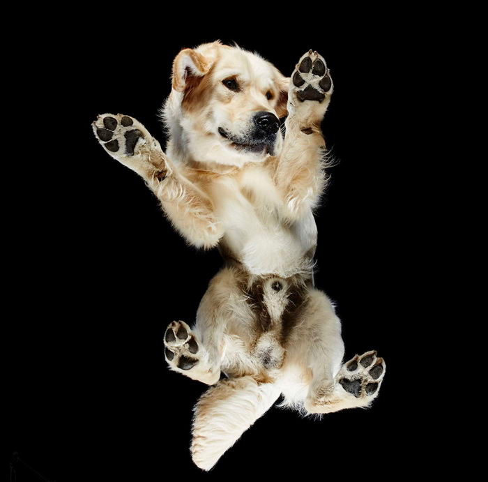 Животные: вид снизу Животные: вид снизу