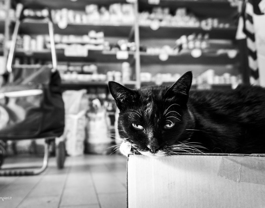 кот в офисе. кошка марианна. кот сегодня твоя очередь идти на работу. кот устал на работе.