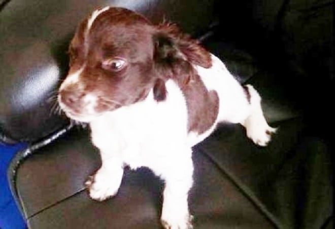 Смешной щенок