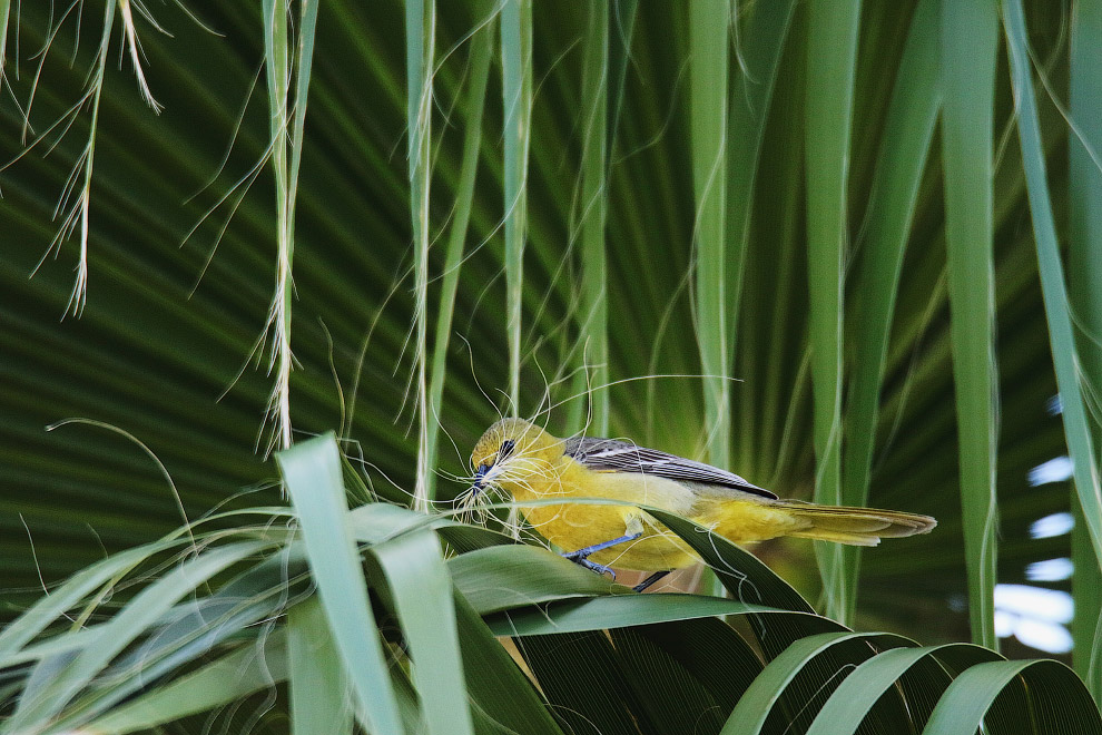 Птичий конкурс Audubon Photography Awards 2019