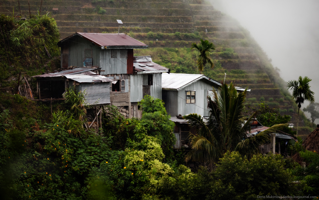 Как на Филиппинах выращивают сыр познавательно