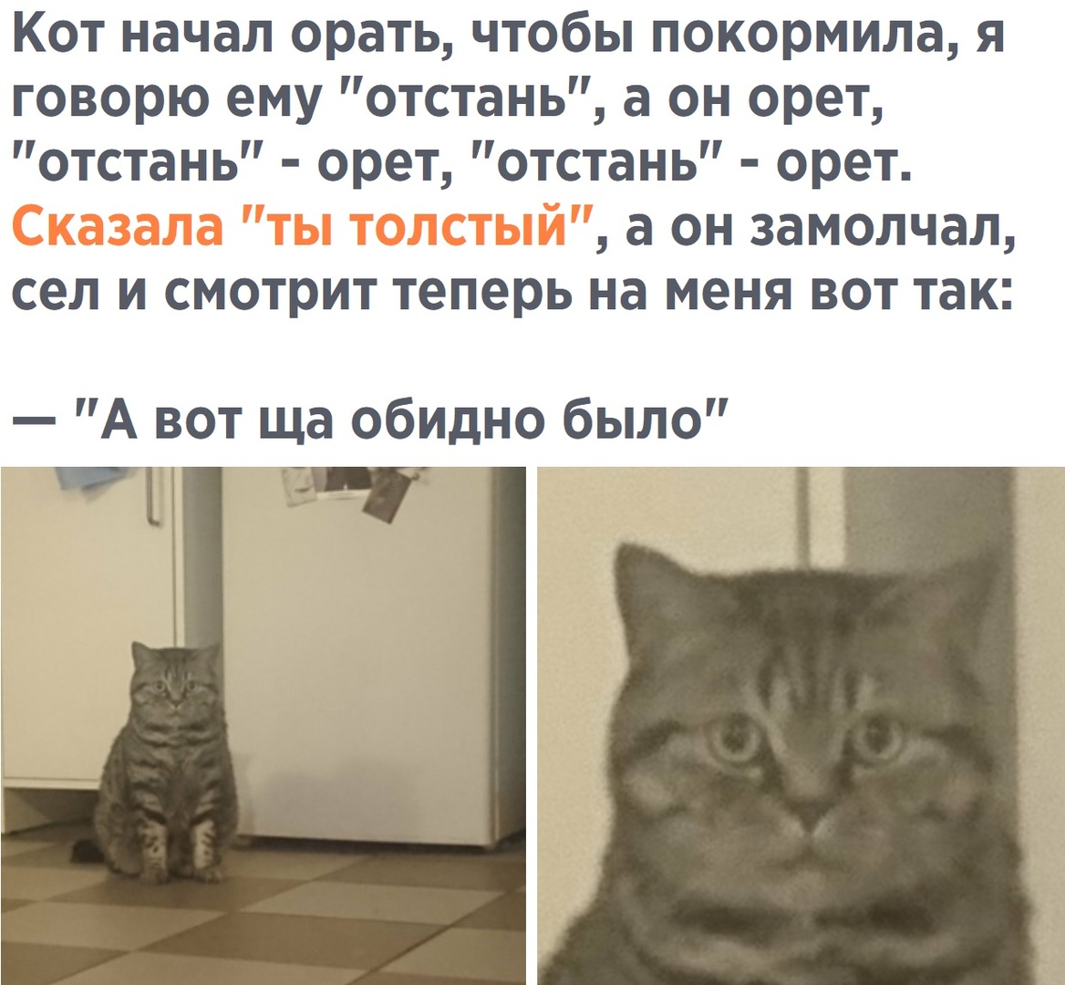 Вашего кота. Чего ваш кот орет. Кот говорит Покорми меня. Кошка которая начала говорить. Когда коты начинают кричать.