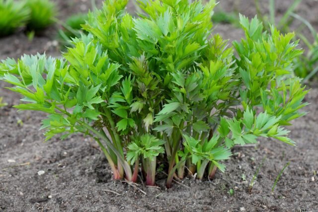 Юные листики любистока хороши в качестве салатной зелени. © gardenersworld  ????
