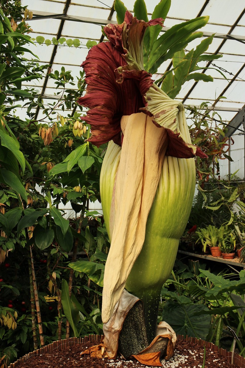 Самый большой и самый вонючий Аморфофаллус (Amorphophallus)