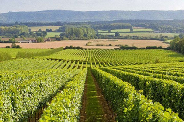Страны — производители вина, которые не ассоциируются с виноделием