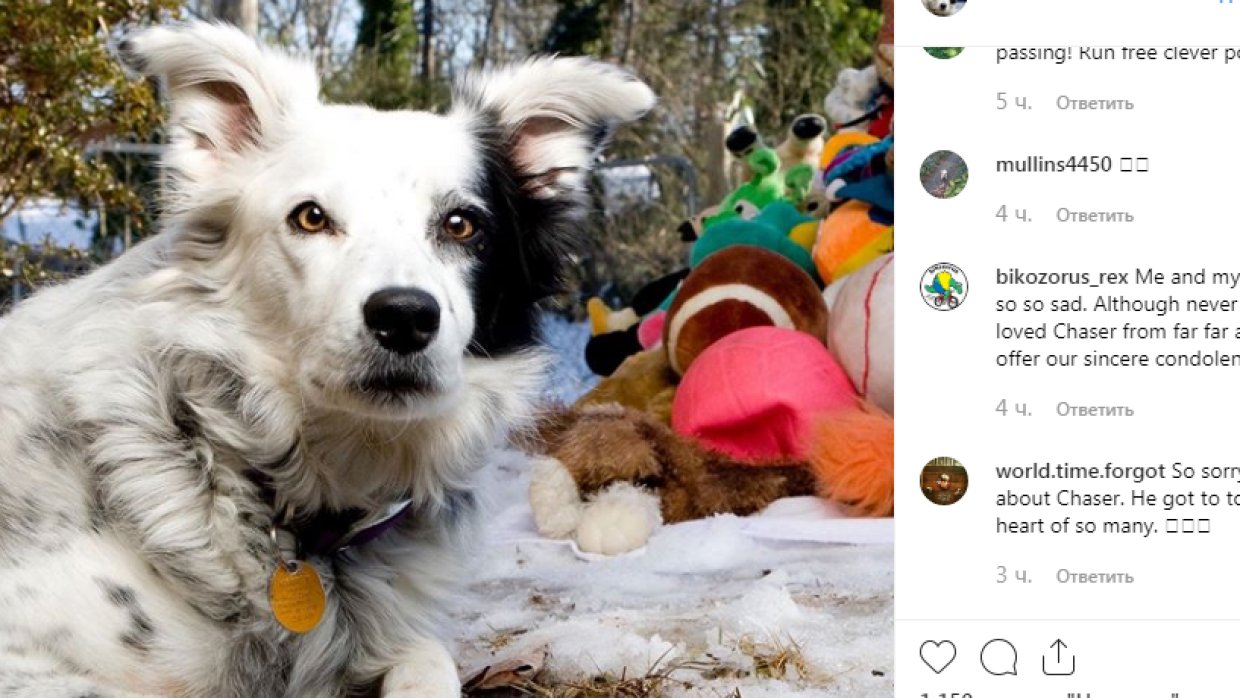 Крупные породы собак