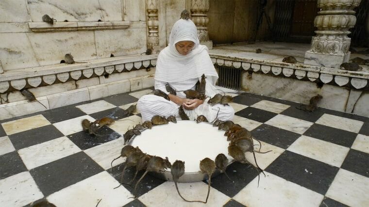 Крысы в храме совершенно не боятся людей/ © indonet.ru