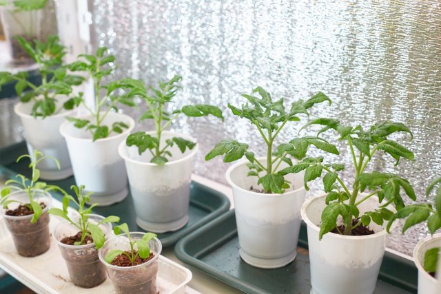 Фитолампы для рассады: какую купить и чем заменить комнатные растения,цветоводство