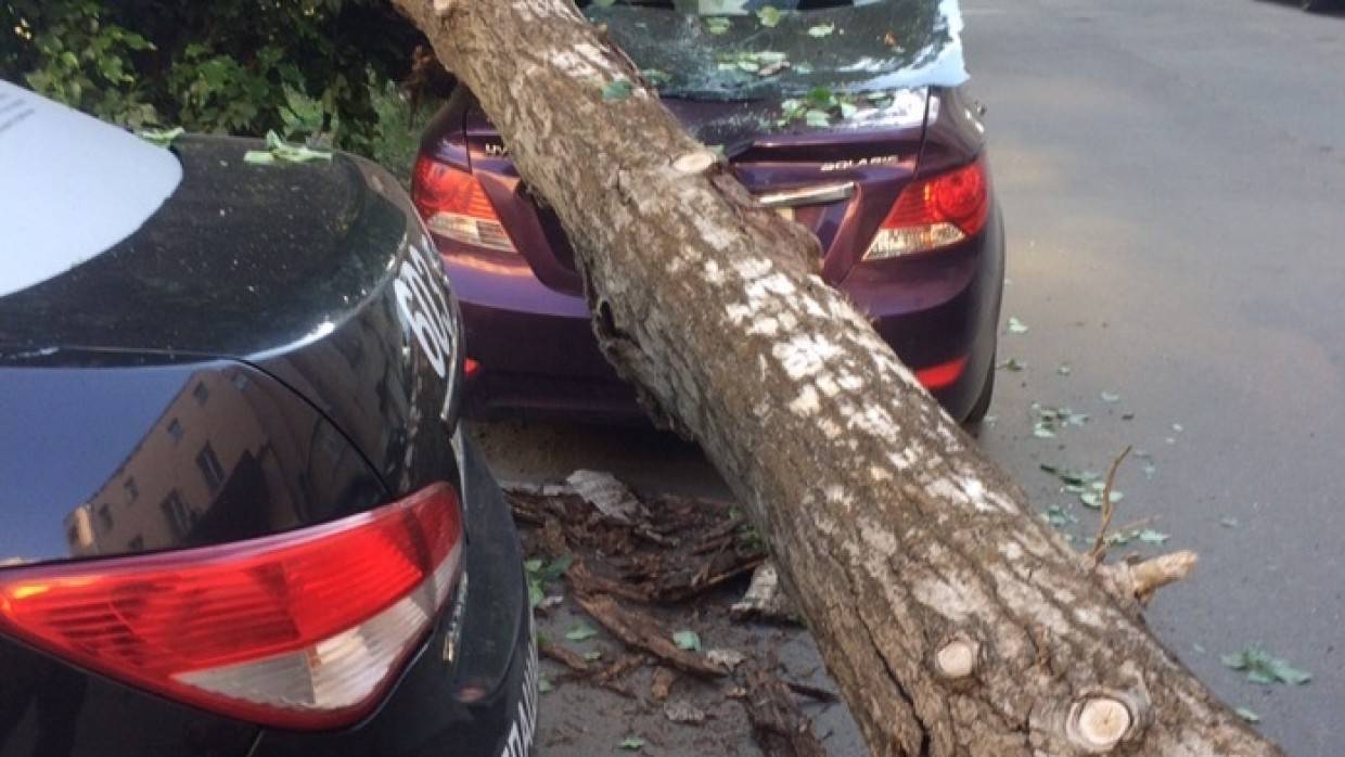 Поваленные штормовым ветром деревья повредили пять автомобилей в Липецке