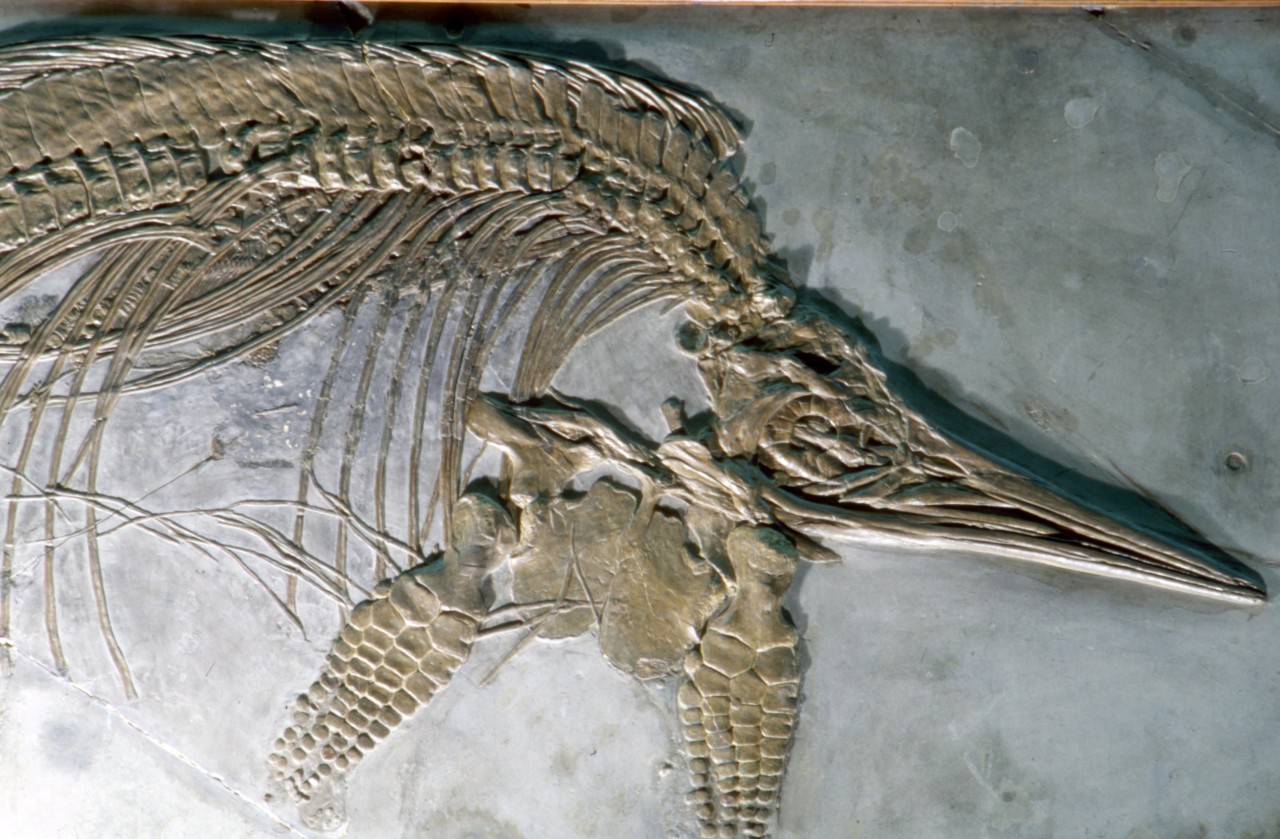 Ученые раскрыли тайну вымирания динозавров и аммонитов