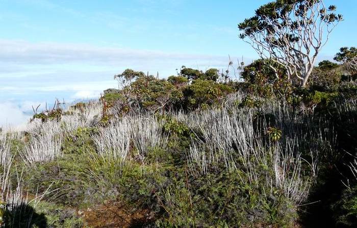 Поразительное дерево, источающее металл Поразительное дерево, источающее металл жизненное