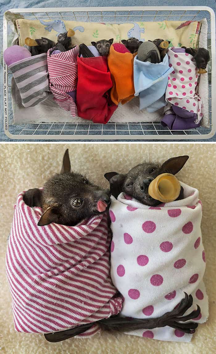 Adorable Bats