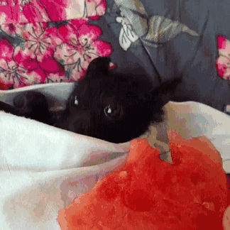 Adorable Bats