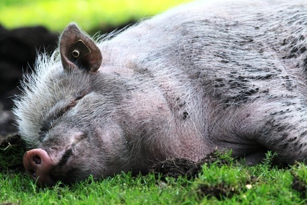 Милейший пост о самых сладких снах Милейший пост о самых сладких снах животные,Истории из жизни,позитив,Смешные животные