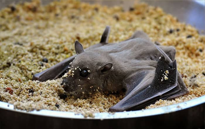 Adorable Bats
