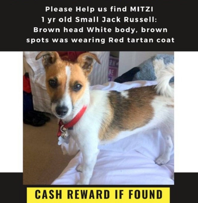 Объявление о пропаже