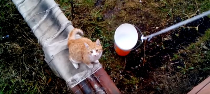 Эволюционировал ради комфорта видео, животные, кот, прикол