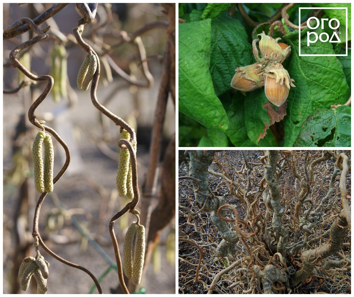 Лещина обыкновенная Конторта (Corylus avellana 'Contorta')