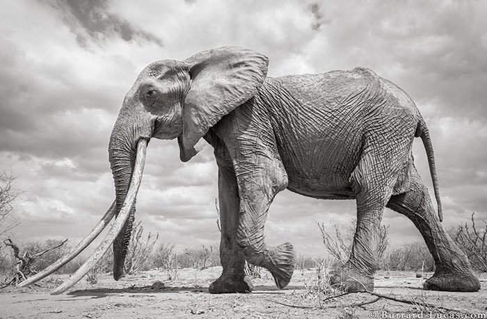 Последние фото легендарной «Королевы слонов» перед ее смертью