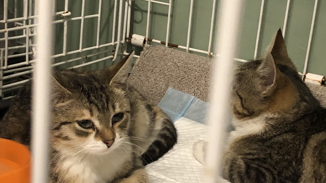 Первый государственный приют для бездомных животных появится в Петербурге