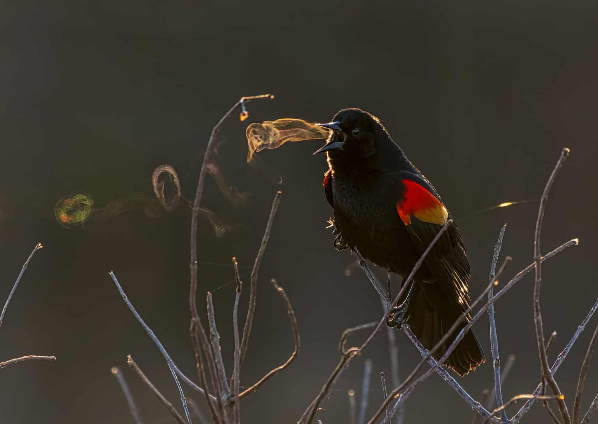 Лучшие фотографии дикой природы 2019 года Фотограф, победитель, категории, Photographer, Wildlife, абсолютный, чтобы, дикой, Awards, победительФото, Photography, после, Nature, когда, этого, Photo, European, British, ягуара, Press