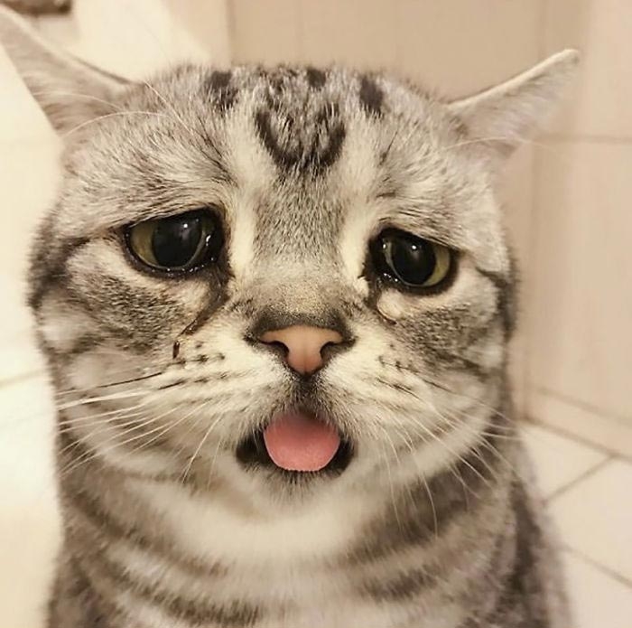 кошка луху, самая грустная кошка в мире 