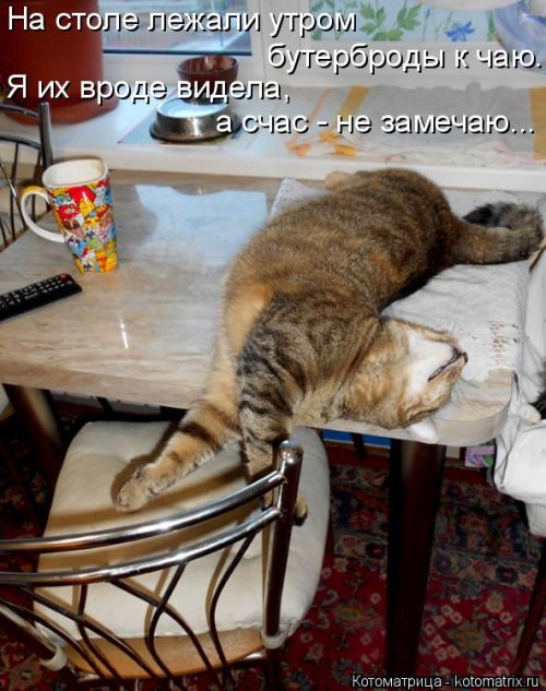 Свежая котоматрица (26 фото)