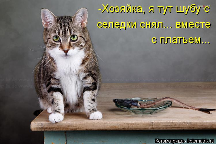 Котоматрица: -Хозяйка, я тут шубу с селедки снял... вместе с платьем...