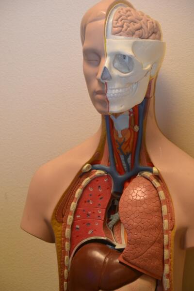 Что такое объём лёгких? анатомия человека,дыхание,легкие