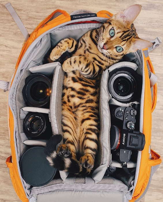Кошечка - настоящая фотомодель. Кошечка - настоящая фотомодель.
