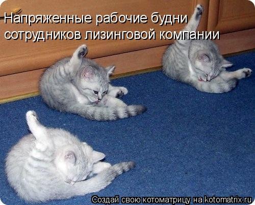 Лучшая котоматрица недели  позитив,приколы,смешные картинки