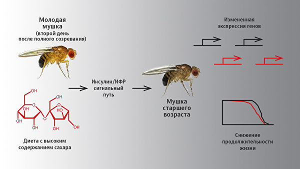 Диета с высоким содержанием сахара