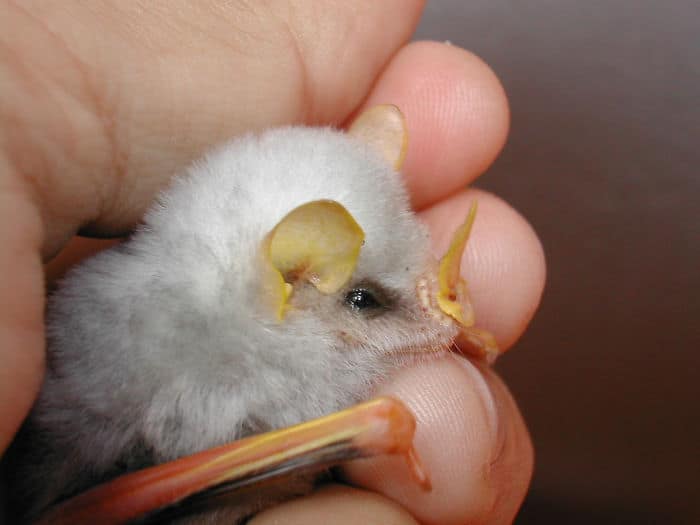Adorable Bats