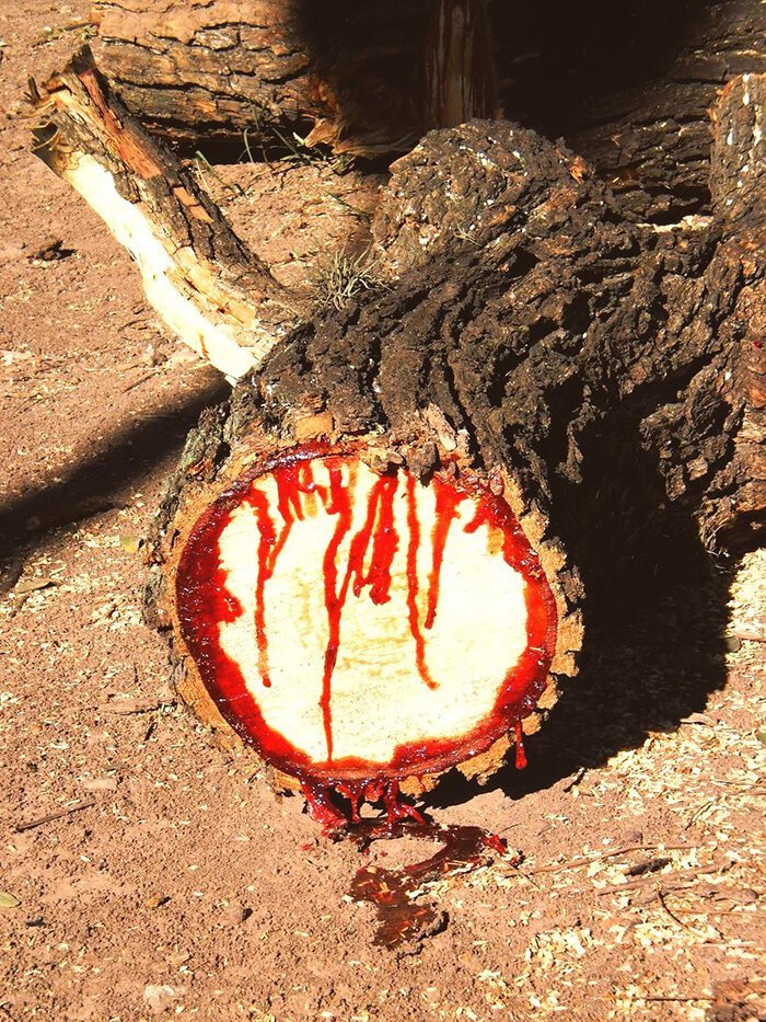 6. Кровоточащее дерево (Pterocarpus angolensis) интересное, интересные фото, неожиданно, подборка, познавательно, редкие фото, секреты, фото
