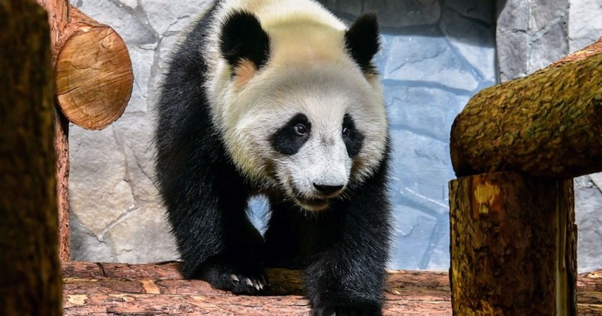 Первый детеныш большой панды родился в Московском зоопарке: историческое событие в России.