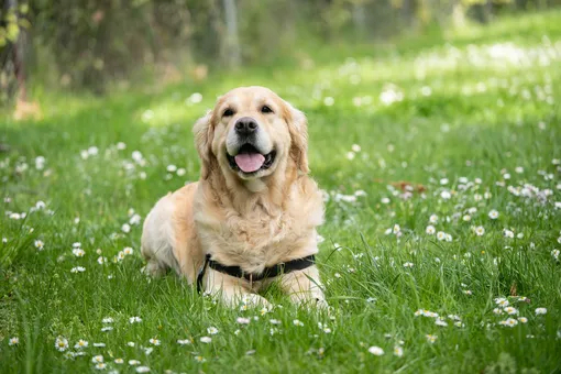 Четверолапые Эйнштейны: рейтинг 20 самых умных пород собак домашние животные,наши любимцы
