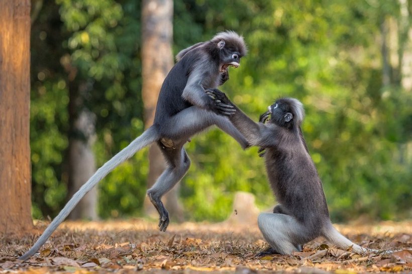 Объявлены победители самого веселого фотоконкурса Comedy Wildlife Photography Awards