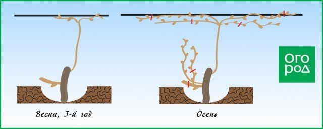 Обрезка винограда схема